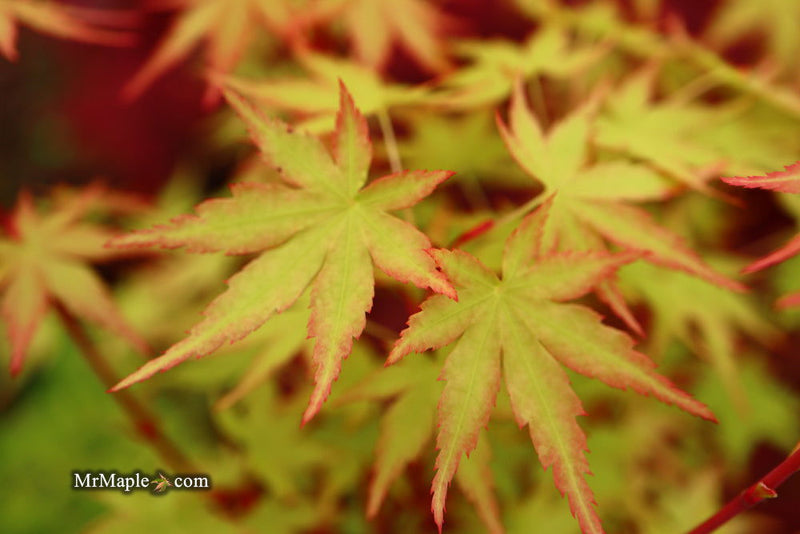 - Acer palmatum 'Squitty' Dwarf Japanese Maple - Mr Maple │ Buy Japanese Maple Trees
