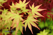 - Acer palmatum 'Squitty' Dwarf Japanese Maple - Mr Maple │ Buy Japanese Maple Trees