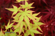 - Acer palmatum 'Squitty' Dwarf Japanese Maple - Mr Maple │ Buy Japanese Maple Trees