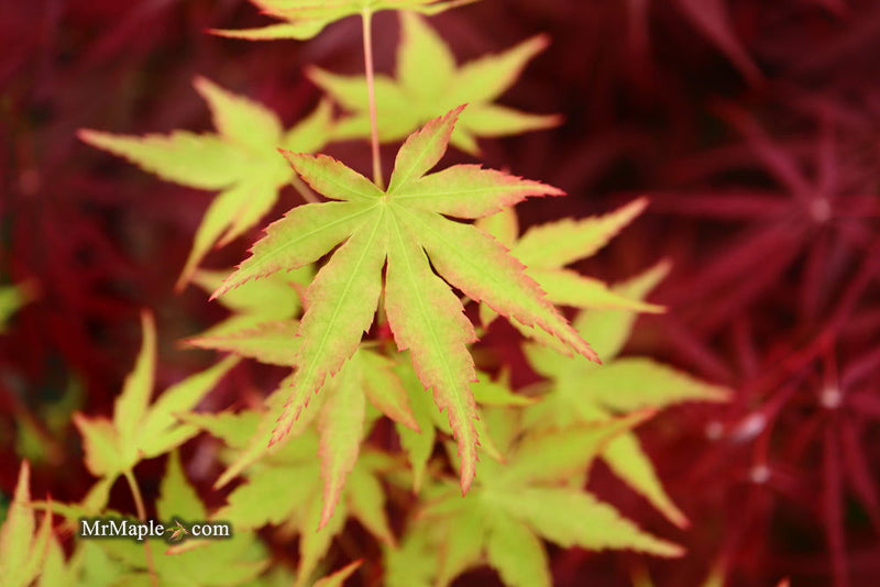 - Acer palmatum 'Squitty' Dwarf Japanese Maple - Mr Maple │ Buy Japanese Maple Trees