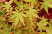 - Acer palmatum 'Squitty' Dwarf Japanese Maple - Mr Maple │ Buy Japanese Maple Trees