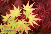 - Acer palmatum 'Squitty' Dwarf Japanese Maple - Mr Maple │ Buy Japanese Maple Trees