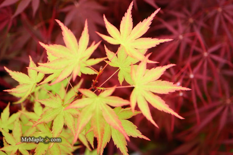 - Acer palmatum 'Squitty' Dwarf Japanese Maple - Mr Maple │ Buy Japanese Maple Trees