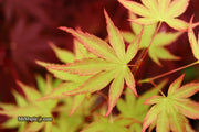 - Acer palmatum 'Squitty' Dwarf Japanese Maple - Mr Maple │ Buy Japanese Maple Trees