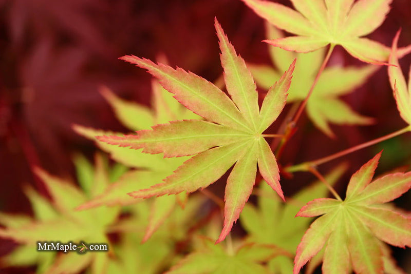 - Acer palmatum 'Squitty' Dwarf Japanese Maple - Mr Maple │ Buy Japanese Maple Trees