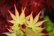 - Acer palmatum 'Squitty' Dwarf Japanese Maple - Mr Maple │ Buy Japanese Maple Trees