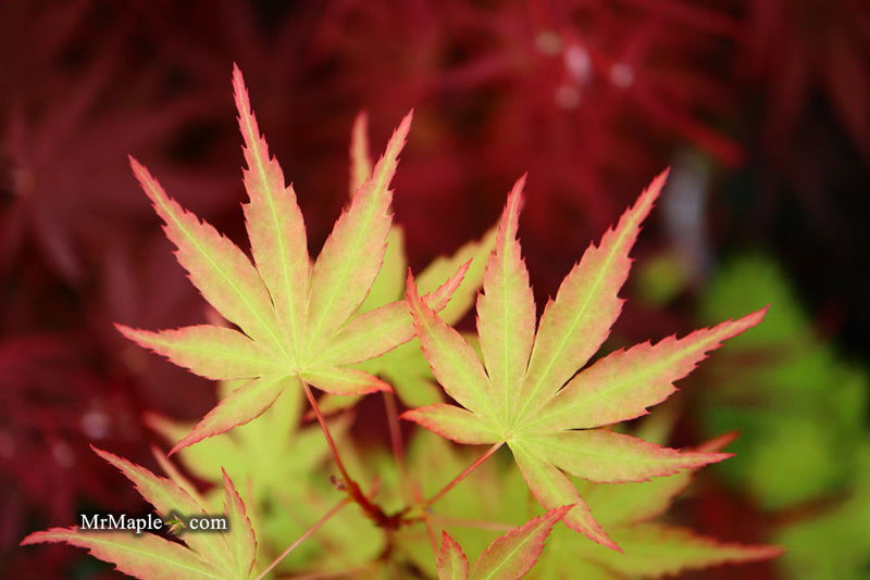 - Acer palmatum 'Squitty' Dwarf Japanese Maple - Mr Maple │ Buy Japanese Maple Trees