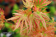 - Acer palmatum 'Squitty' Dwarf Japanese Maple - Mr Maple │ Buy Japanese Maple Trees