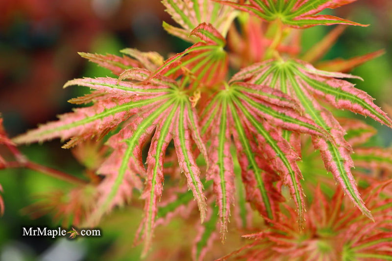 - Acer palmatum 'Squitty' Dwarf Japanese Maple - Mr Maple │ Buy Japanese Maple Trees