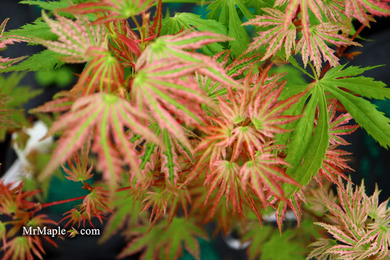 - Acer palmatum 'Squitty' Dwarf Japanese Maple - Mr Maple │ Buy Japanese Maple Trees