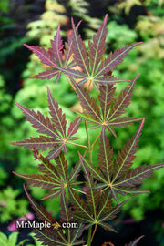 - Acer palmatum 'St. Jean' Japanese Maple - Mr Maple │ Buy Japanese Maple Trees