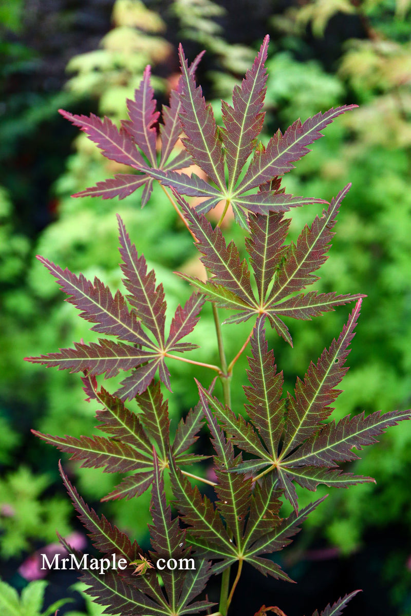 - Acer palmatum 'St. Jean' Japanese Maple - Mr Maple │ Buy Japanese Maple Trees