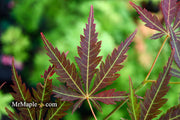 - Acer palmatum 'St. Jean' Japanese Maple - Mr Maple │ Buy Japanese Maple Trees