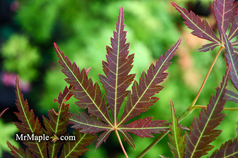 - Acer palmatum 'St. Jean' Japanese Maple - Mr Maple │ Buy Japanese Maple Trees