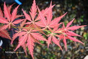 - Acer palmatum 'St. Jean' Japanese Maple - Mr Maple │ Buy Japanese Maple Trees