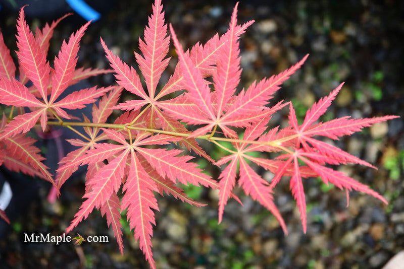 - Acer palmatum 'St. Jean' Japanese Maple - Mr Maple │ Buy Japanese Maple Trees
