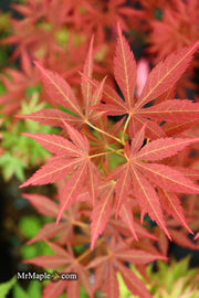- Acer palmatum 'St. Jean' Japanese Maple - Mr Maple │ Buy Japanese Maple Trees