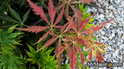 - Acer palmatum 'St. Jean' Japanese Maple - Mr Maple │ Buy Japanese Maple Trees