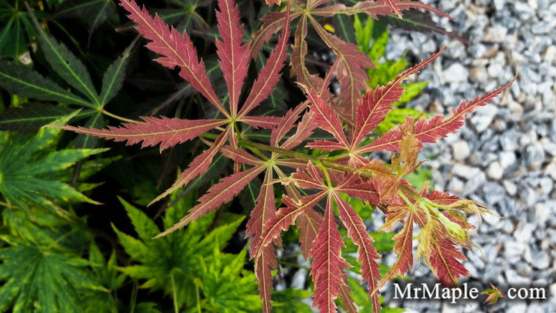 - Acer palmatum 'St. Jean' Japanese Maple - Mr Maple │ Buy Japanese Maple Trees