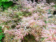 - Acer palmatum 'St. Jean' Japanese Maple - Mr Maple │ Buy Japanese Maple Trees