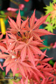 - Acer palmatum 'St. Jean' Japanese Maple - Mr Maple │ Buy Japanese Maple Trees