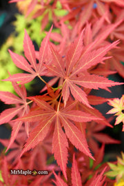 - Acer palmatum 'St. Jean' Japanese Maple - Mr Maple │ Buy Japanese Maple Trees