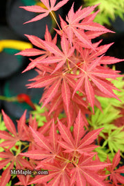 - Acer palmatum 'St. Jean' Japanese Maple - Mr Maple │ Buy Japanese Maple Trees