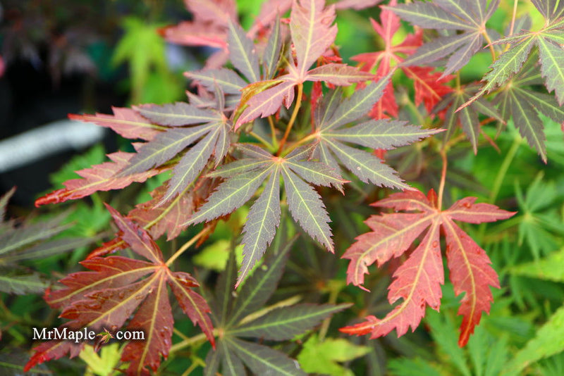 - Acer palmatum 'St. Jean' Japanese Maple - Mr Maple │ Buy Japanese Maple Trees