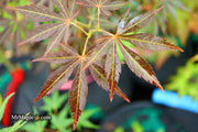 - Acer palmatum 'St. Jean' Japanese Maple - Mr Maple │ Buy Japanese Maple Trees