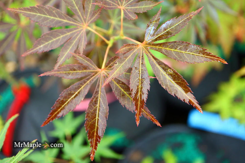- Acer palmatum 'St. Jean' Japanese Maple - Mr Maple │ Buy Japanese Maple Trees