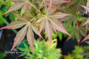 - Acer palmatum 'St. Jean' Japanese Maple - Mr Maple │ Buy Japanese Maple Trees