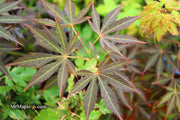- Acer palmatum 'St. Jean' Japanese Maple - Mr Maple │ Buy Japanese Maple Trees