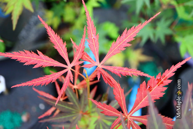 - Acer palmatum 'St. Jean' Japanese Maple - Mr Maple │ Buy Japanese Maple Trees