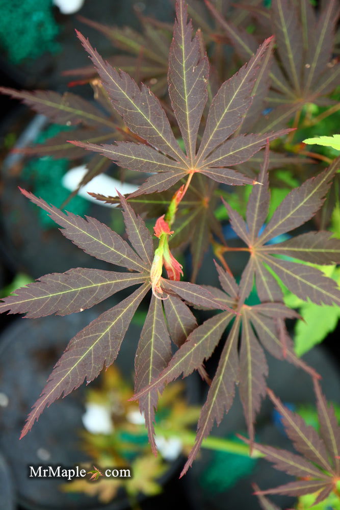 - Acer palmatum 'St. Jean' Japanese Maple - Mr Maple │ Buy Japanese Maple Trees