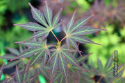 - Acer palmatum 'St. Jean' Japanese Maple - Mr Maple │ Buy Japanese Maple Trees