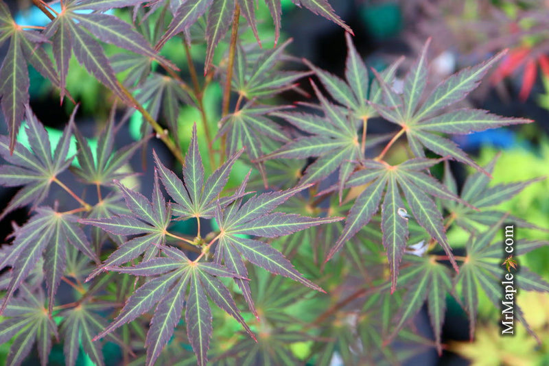 - Acer palmatum 'St. Jean' Japanese Maple - Mr Maple │ Buy Japanese Maple Trees