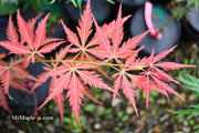 - Acer palmatum 'St. Jean' Japanese Maple - Mr Maple │ Buy Japanese Maple Trees