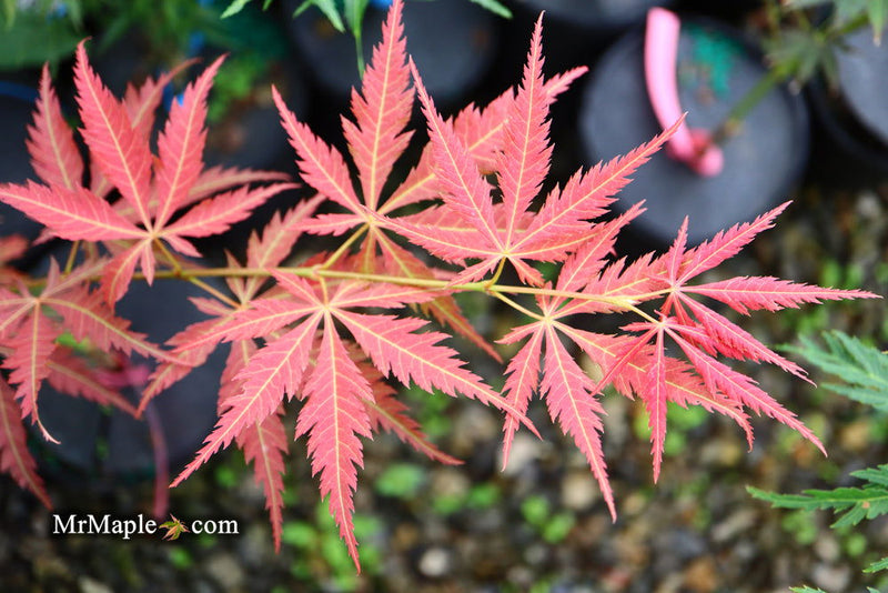 - Acer palmatum 'St. Jean' Japanese Maple - Mr Maple │ Buy Japanese Maple Trees