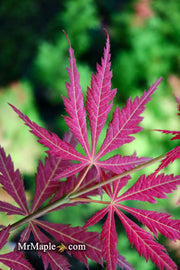 - Acer palmatum 'St. Jean' Japanese Maple - Mr Maple │ Buy Japanese Maple Trees