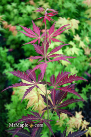 - Acer palmatum 'St. Jean' Japanese Maple - Mr Maple │ Buy Japanese Maple Trees