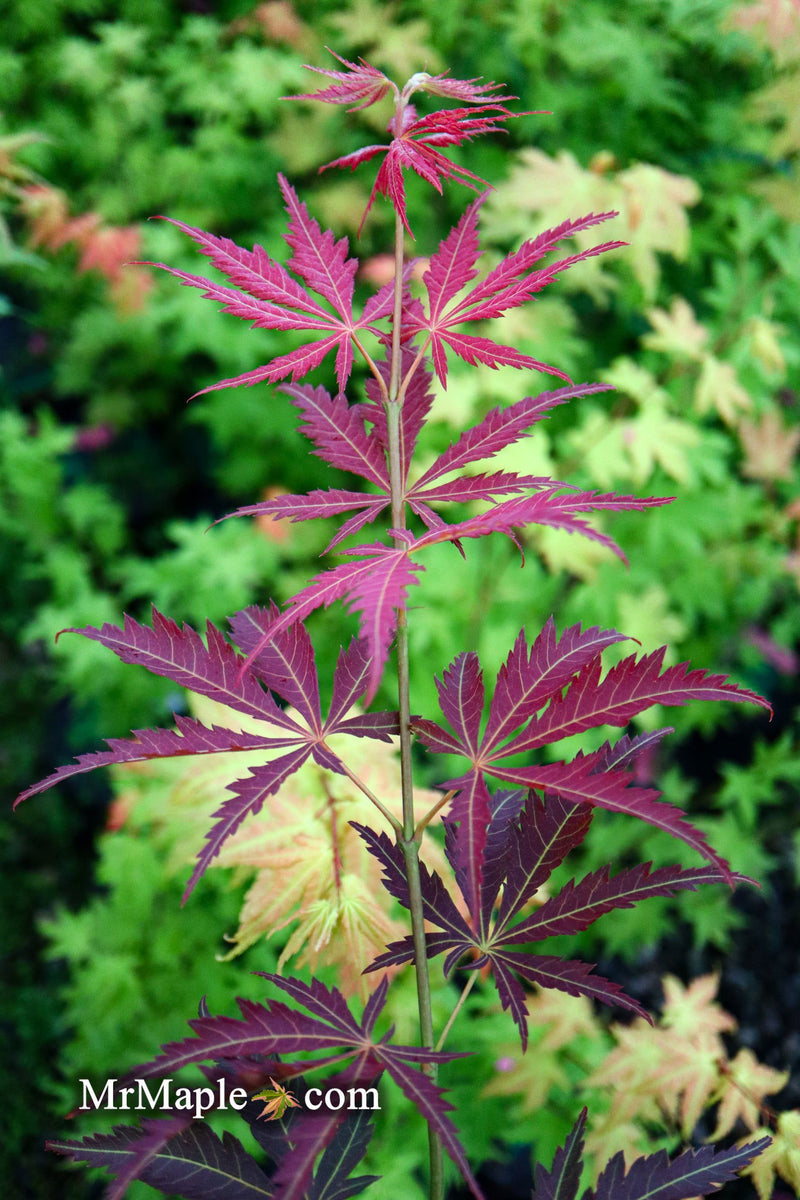 - Acer palmatum 'St. Jean' Japanese Maple - Mr Maple │ Buy Japanese Maple Trees