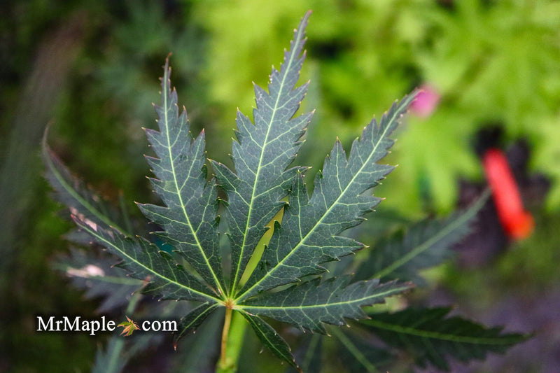 - Acer palmatum 'St. Jean' Japanese Maple - Mr Maple │ Buy Japanese Maple Trees