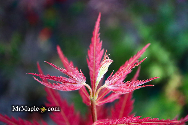 - Acer palmatum 'St. Jean' Japanese Maple - Mr Maple │ Buy Japanese Maple Trees