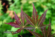 - Acer palmatum 'St. Jean' Japanese Maple - Mr Maple │ Buy Japanese Maple Trees