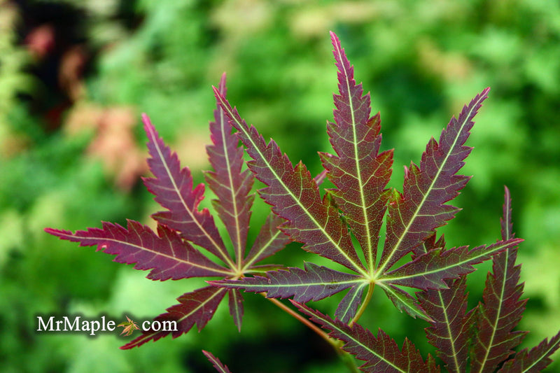 - Acer palmatum 'St. Jean' Japanese Maple - Mr Maple │ Buy Japanese Maple Trees