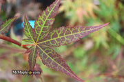 - Acer palmatum 'St. Michael The Archangel' Japanese Maple - Mr Maple │ Buy Japanese Maple Trees