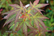 - Acer palmatum 'St. Michael The Archangel' Japanese Maple - Mr Maple │ Buy Japanese Maple Trees
