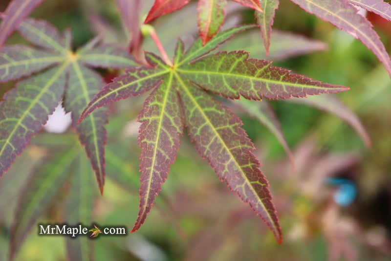 - Acer palmatum 'St. Michael The Archangel' Japanese Maple - Mr Maple │ Buy Japanese Maple Trees