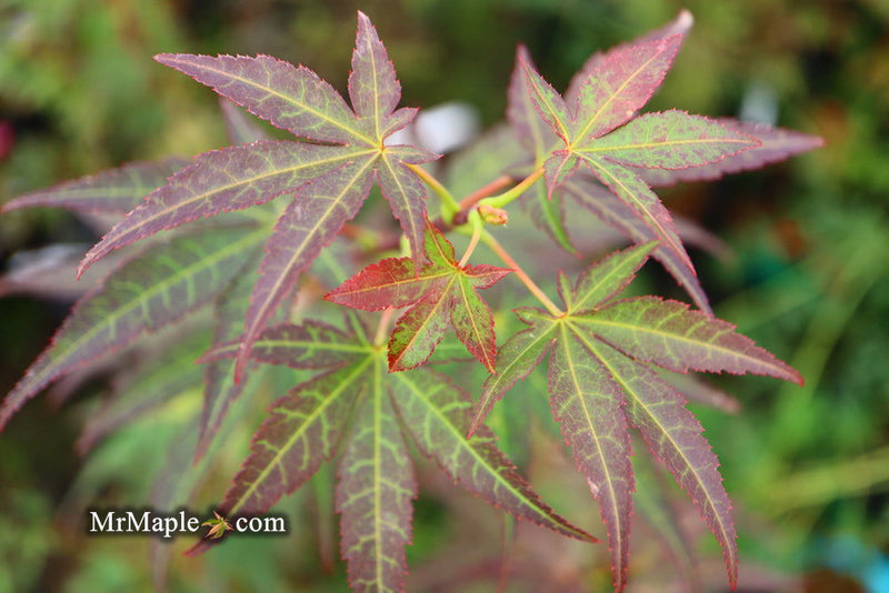 - Acer palmatum 'St. Michael The Archangel' Japanese Maple - Mr Maple │ Buy Japanese Maple Trees