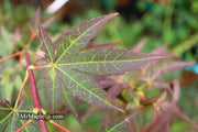 - Acer palmatum 'St. Michael The Archangel' Japanese Maple - Mr Maple │ Buy Japanese Maple Trees